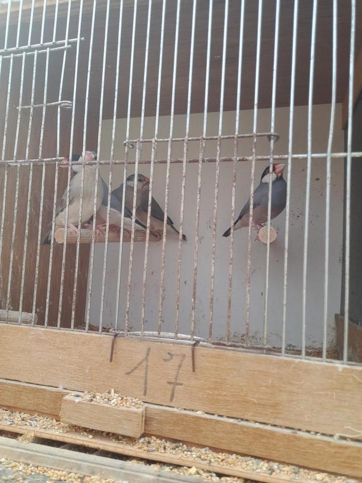 5 stuks padda ś rijstvogels, Dieren en Toebehoren, Vogels | Kanaries, Meerdere dieren