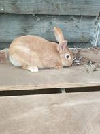 2rammelaars, Dieren en Toebehoren, Konijnen