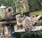 6 pauwen te koop, Sexe inconnu, Autres espèces