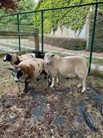Swifter schaap ram, Schaap