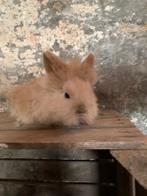 Baby konijn minilop teddy, Dieren en Toebehoren, Konijnen