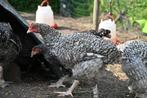 Zowel zuivere Mechelse koekoek als x izegemse/mechelse, Dieren en Toebehoren, Pluimvee, Mannelijk, Kip