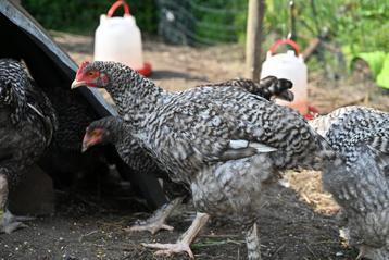 Zowel zuivere Mechelse koekoek als x izegemse/mechelse, Mâle, Poule ou poulet