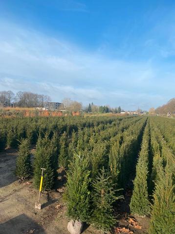 Professioneel gekweekte Taxus baccata 80-100 Oisterwijk beschikbaar voor biedingen