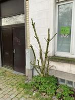 Petit arbre, Jardin & Terrasse, Enlèvement, Été, Ombre partielle, 100 à 250 cm