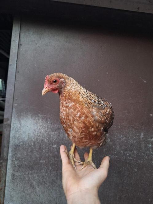 Trio bielefelder krielen (zeldzaam), Dieren en Toebehoren, Pluimvee, Kip, Meerdere dieren