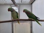 Grote alexanderparkieten, Dieren en Toebehoren, Vogels | Parkieten en Papegaaien, Meerdere dieren, Parkiet, Geringd