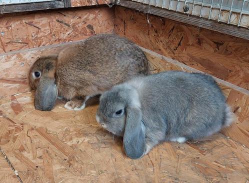 Nederlandse hangoor dwergkonijnen. Hangoor. Dwergkonijn, Dieren en Toebehoren, Konijnen, Hangoor