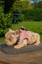 Franse bulldog pups (toplijnen), Dieren en Toebehoren, Honden | Bulldogs, Pinschers en Molossers, België, Fokker | Hobbymatig