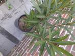 Oleander, Zomer, Vaste plant, Overige soorten, Ophalen