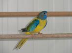splendid pop, Animaux & Accessoires, Oiseaux | Perruches & Perroquets