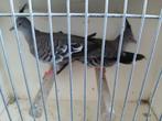 Onverwant kweekkoppel australische kuifduiven, Dieren en Toebehoren, Vogels | Overige Vogels, Meerdere dieren, Tropenvogel