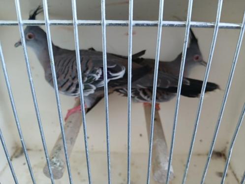 Onverwant kweekkoppel australische kuifduiven, Dieren en Toebehoren, Vogels | Overige Vogels, Tropenvogel, Meerdere dieren