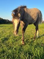 BRP brave grullo pony, Dieren en Toebehoren, Merrie, Onbeleerd, C pony (1.27m tot 1.37m), 0 tot 2 jaar