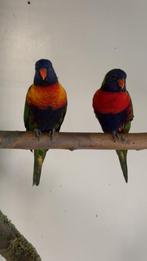 Lori van de blauwe bergen, Dieren en Toebehoren, Geringd