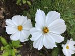 Zaden van vaste planten, bloemen en groenten, Tuin en Terras, Ophalen of Verzenden