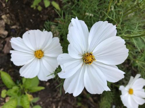 Zaden van vaste planten, bloemen en groenten, Tuin en Terras, Bloembollen en Zaden, Ophalen of Verzenden