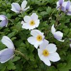 4 x  anemone wild swan in pot , bloei   6 -11, Tuin en Terras, Planten | Tuinplanten, Ophalen, Lente, Vaste plant