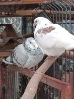Birmingham Roller (tuimelaar/roller), Animaux & Accessoires, Oiseaux | Pigeons, Sexe inconnu, Pigeon culbutant ou Roller