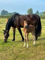 Merrie, Dieren en Toebehoren, Merrie, Met stamboom, 7 tot 10 jaar, 160 tot 165 cm