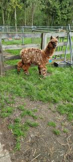 Alpaca appaloosa hengst  2 jaar oud