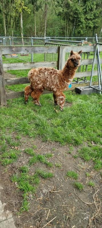 Alpaca appaloosa hengst  2 jaar oud beschikbaar voor biedingen