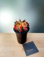 Cactus gymno variegata, Maison & Meubles, Plantes d'intérieur, Cactus, Enlèvement ou Envoi