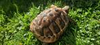 Landschildpad, Dieren en Toebehoren, Schildpad, Tam, 3 tot 6 jaar
