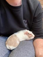 Cavia beer, Dieren en Toebehoren, Cavia