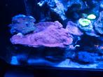 Rode montiprorra plaat, Animaux & Accessoires, Poissons | Poissons d'aquarium, Autres types, Poisson de mer