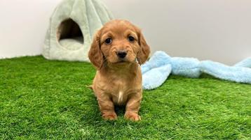 Nestjes Langharige Kaninchen Teckel puppy's beschikbaar voor biedingen