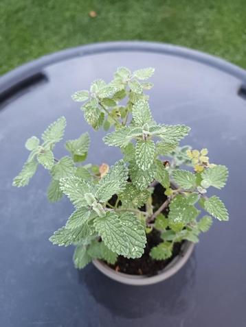 Nepeta Six Hills Giant  beschikbaar voor biedingen