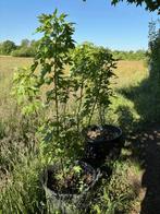 Acer saccharinum, Lente, 100 tot 250 cm, Ophalen, Volle zon