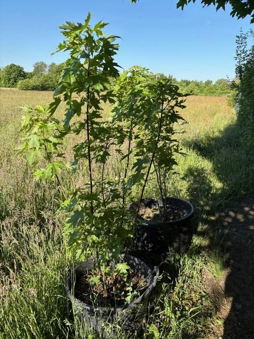 Acer saccharinum, Tuin en Terras, Planten | Bomen, Bolboom, 100 tot 250 cm, Volle zon, Lente, In pot, Ophalen