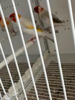 Chardonnerets majors pheo/opaal, Animaux & Accessoires, Femelle, Bagué