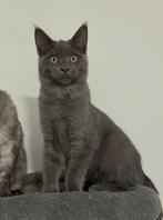 Kittens (maine coon), Dieren en Toebehoren, Meerdere dieren, Gechipt, 0 tot 2 jaar
