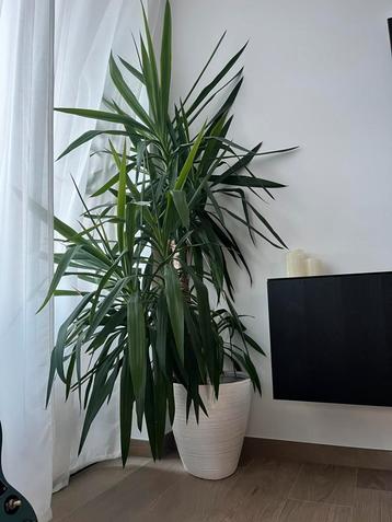 Yukka plant met pot beschikbaar voor biedingen