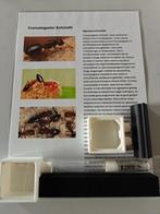 Crematogaster Schmidti, Dieren en Toebehoren, Insecten en Spinnen, Mieren