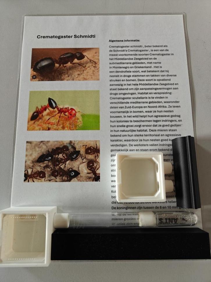 Crematogaster Schmidti, Dieren en Toebehoren, Insecten en Spinnen, Mieren