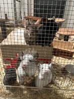 13/10 Heel tamme chinchilla curly/gendrager choco,zw,mozaïek, Dieren en Toebehoren, Chinchilla, Mannelijk, Tam, September