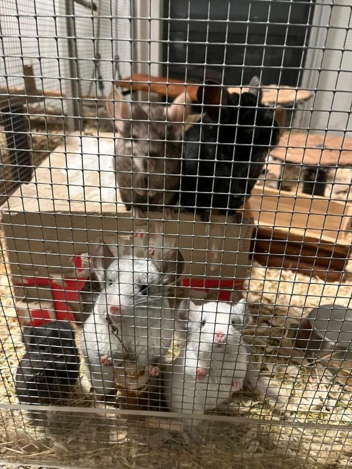 13/10 Heel tamme chinchilla curly/gendrager choco,zw,mozaïek, Animaux & Accessoires, Rongeurs, Mâle, Chinchilla, Septembre, Domestique