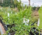 Allerlei planten, Ophalen