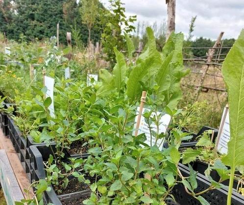 Allerlei planten, Tuin en Terras, Planten | Tuinplanten, Ophalen