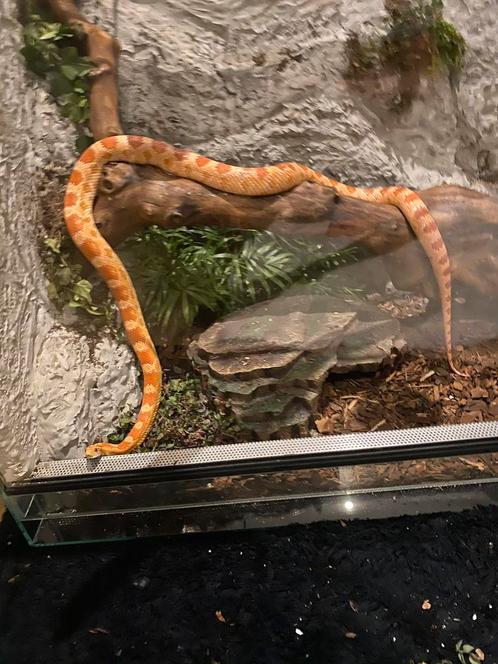 Mooie lieve Korenslang dame, Dieren en Toebehoren, Reptielen en Amfibieën
