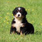 Berner Sennen pups, CDV (hondenziekte), Meerdere, 8 tot 15 weken, Sennenhond