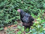 5 hennen mechels hoen x kalkoenkop, Dieren en Toebehoren, Pluimvee