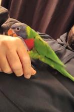 Handtamme Lori pop, Dieren en Toebehoren