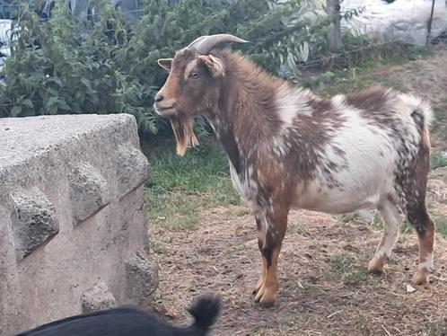 Choco tan hermelijn dekbok, Dieren en Toebehoren, Schapen, Geiten en Varkens, Geit, Mannelijk, 0 tot 2 jaar