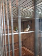 Goulds niet op kleur, Dieren en Toebehoren, Vogels | Overige Vogels, Meerdere dieren, Tropenvogel, Geringd
