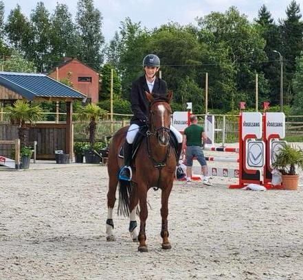 1m56 sportmerrie met wedstrijdervaring en gouden karakter, Animaux & Accessoires, Chevaux, Jument, L, Moins de 160 cm, 11 ans ou plus